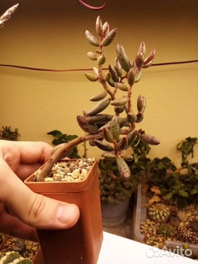 Adromischus filicaulis super Red Succulents