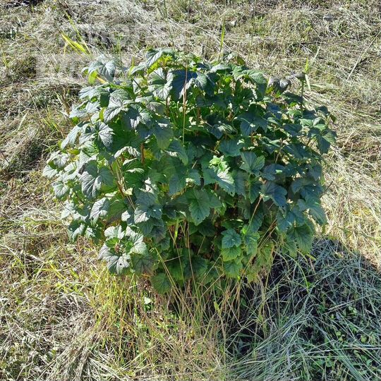 Дача 25 м² на участке 7,2 сот.