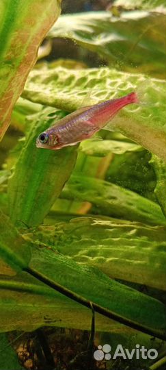 Аквариум и рыбки