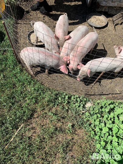 Поросята