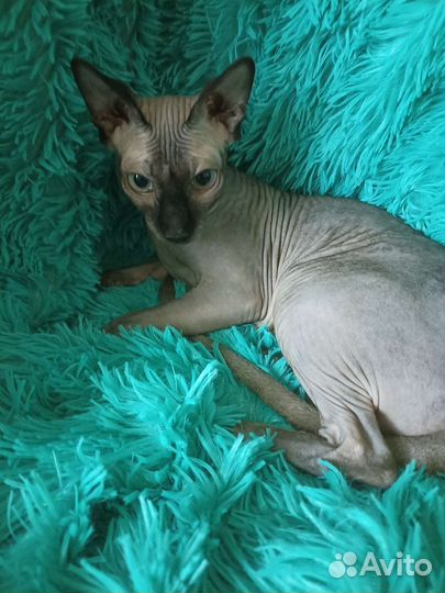 Канадский сфинкс