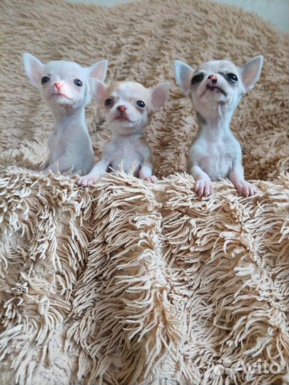 Щенки чихуахуа