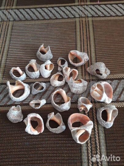 Морские ракушки и камушки с Чёрного моря