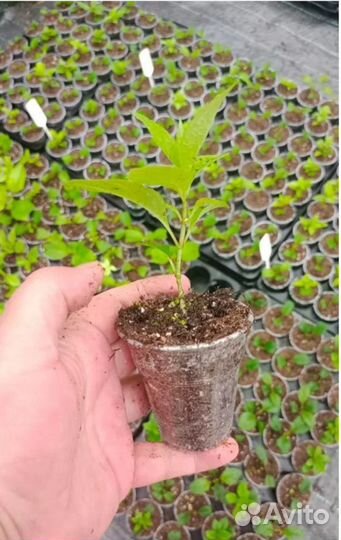 Укорененные черенки метельчатой гортензии