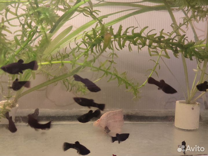 Аквариумные рыбки моллинезии