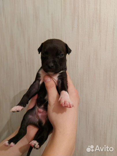 Продаю щенков амстафф, чисто кровных
