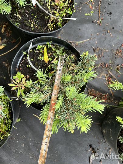 Ель карликовая Соня и Вальбдрун