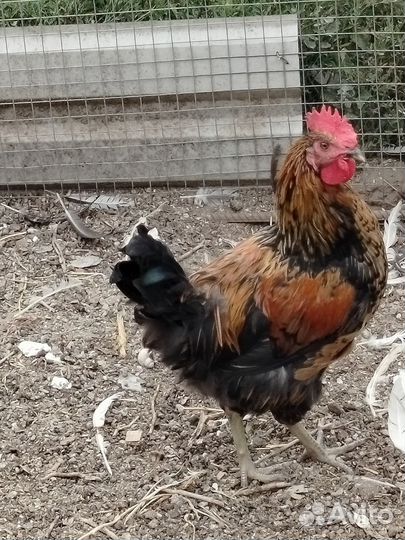 Молодые петухи