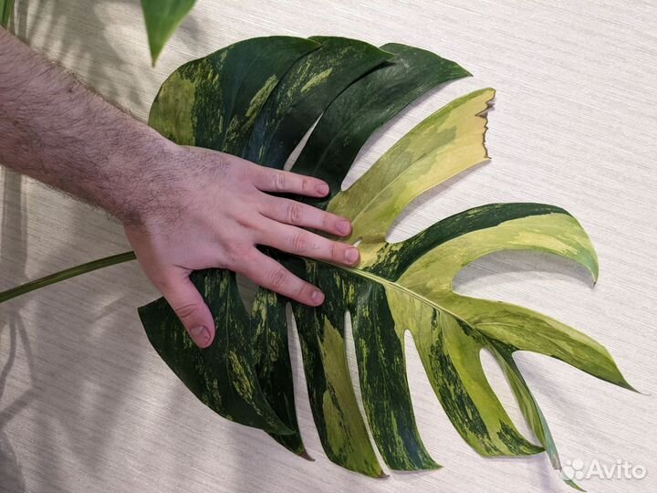 Монстера триколор