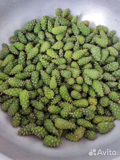 Варенье из сосновых шишек