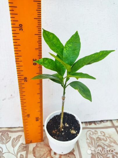 Цитрусовые растения