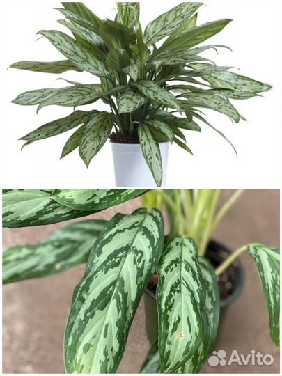 Фикус, Пеларгония и