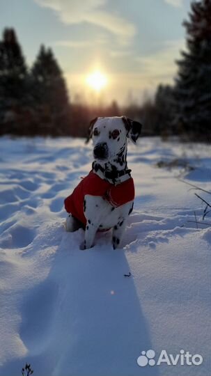 Долматин вязка