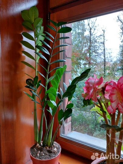 Замиокулькас-долларовое дерево