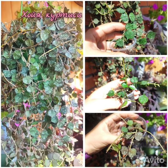 Хойи разные (обновление)