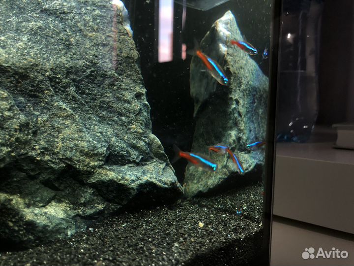 Аквариум с рыбками