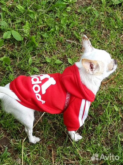 Одежда для маленьких собак