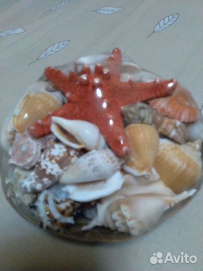Морские ракушки раковины