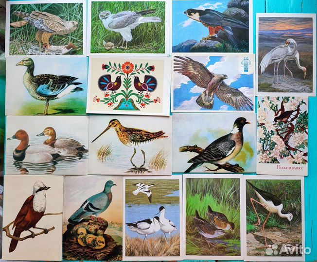 Иллюстрации птицы, попугаи открытки