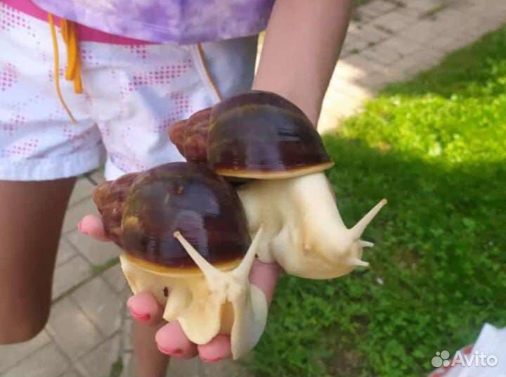 Улитки (малыши) архахатина паулаэрти. Редкий вид