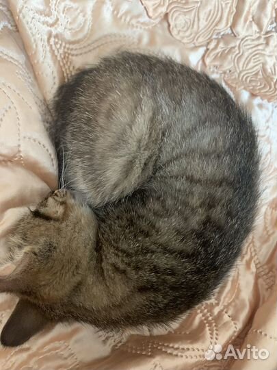 Котенок в добрые руки