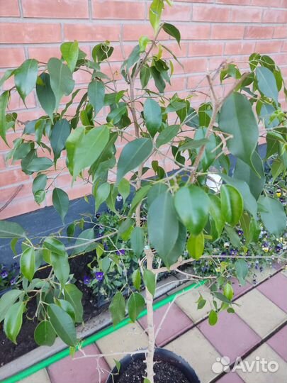 Фикус бенджамина