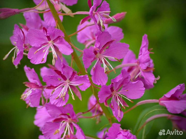 Иван-чай чистый, целый килограмм, сбор 2023