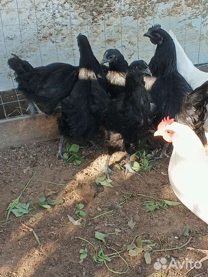 Молодки Ухейилюй