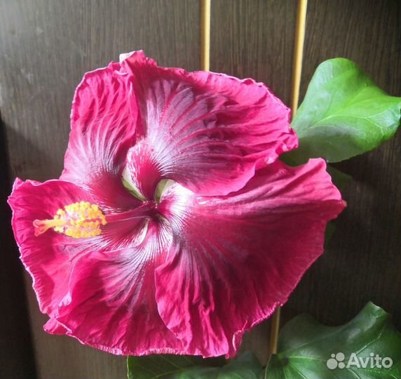 Гибискусы сортовые не укорененные черенки