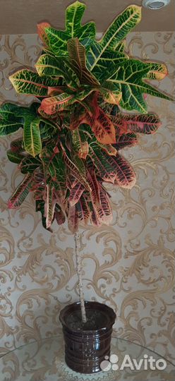 Кротон взрослое растение 130 см в фарфор горшке 6л