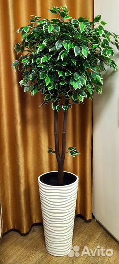 Декоративное дерево Фикус