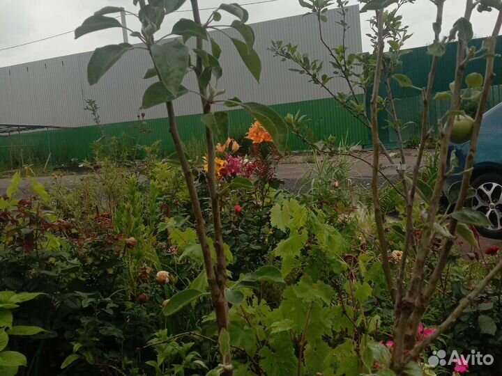 Растения, деревья