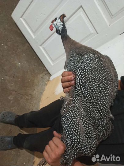 Самцы цесарок