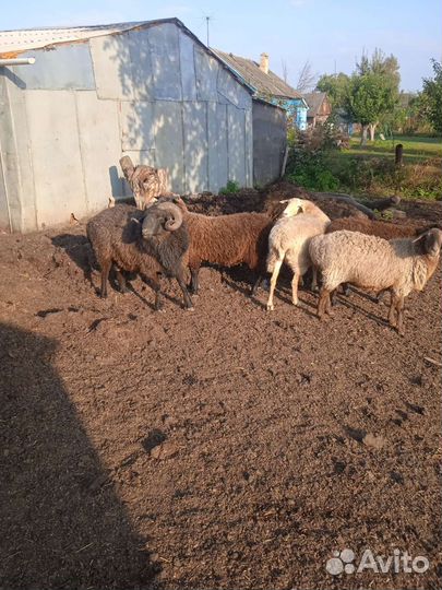 Овцы бараны ягнята