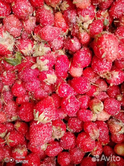 Клюква Черника брусника облепиха