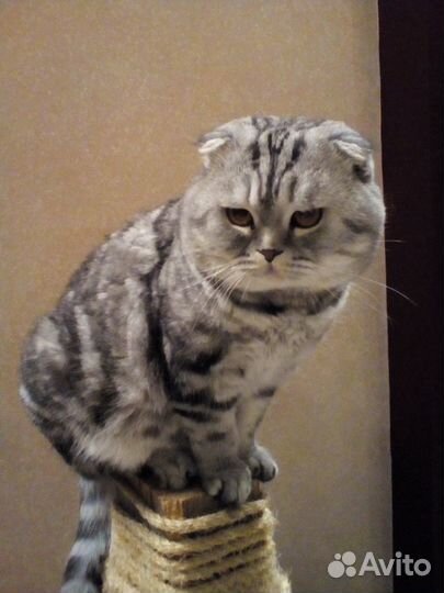 Ждём на вязку кошечку,чистокровный шотландец