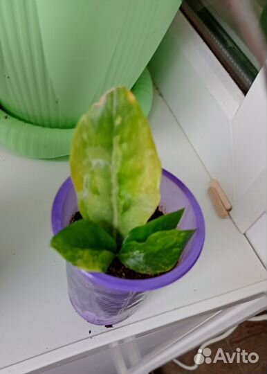 Замиокулькас лонглив, фикус бенж лирата пиперомия