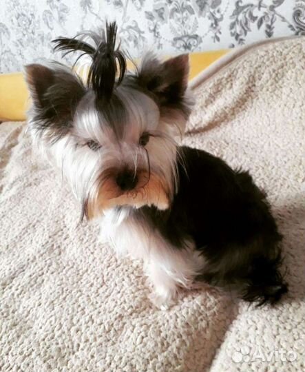 Йоркширский терьер вязка