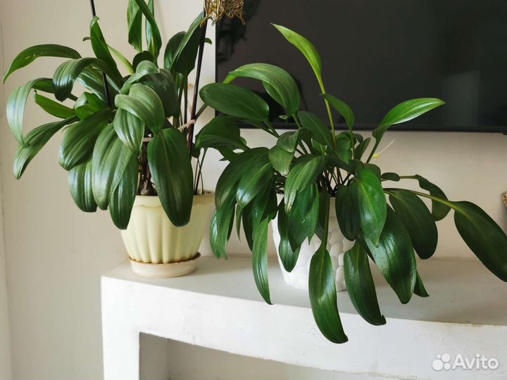 Дримиопсис