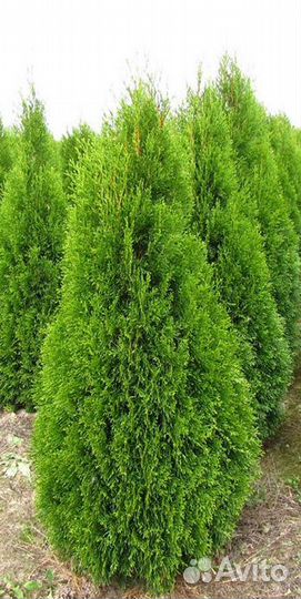 Туя западная 