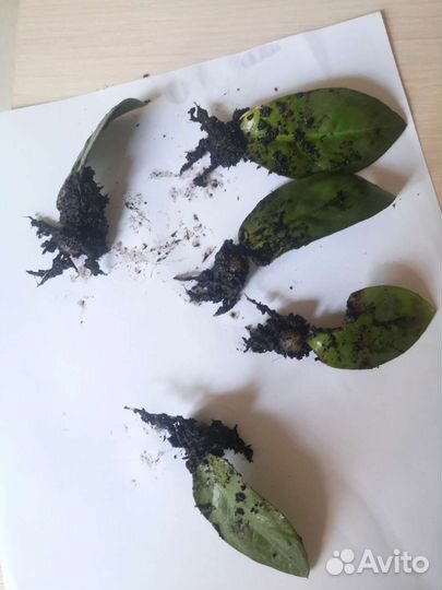 Замиокулькас