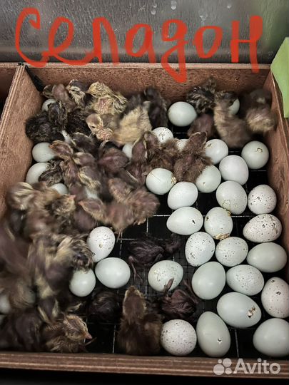 Селадон перепела