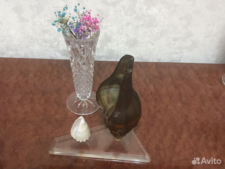 Морские ракушки