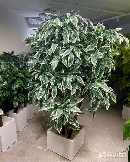 Озеленение офисов от 50 м2 деревьями / фитокартины