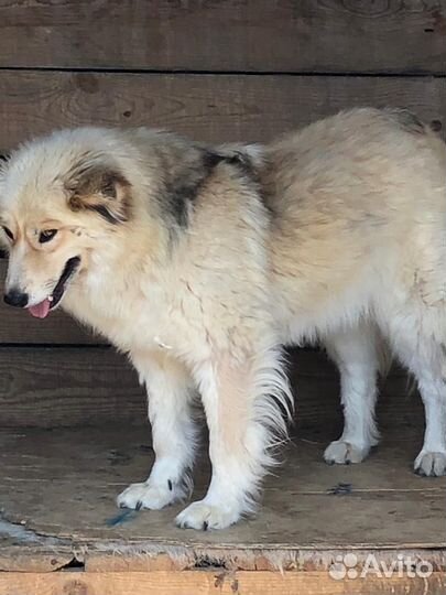 Отдам собаку в добрые руки