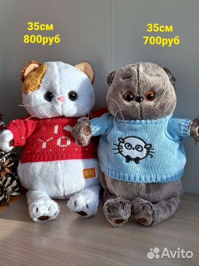 Кот басик, кошка лили в кофточке