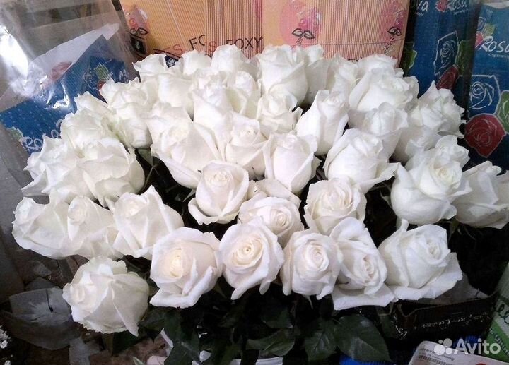 Высокие Розы Гиганты Доставка Круглосуточно