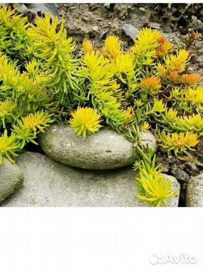 Цветы садовые многолетние