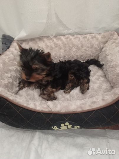 Йоркширский терьер мини девочка