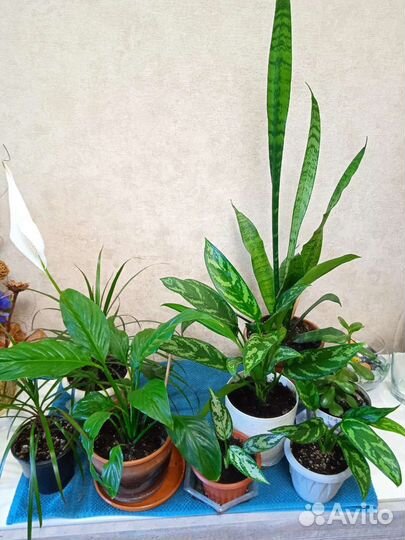 Комнатные цветы